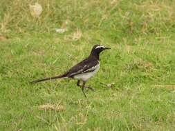 Image of White-browed Wagtail