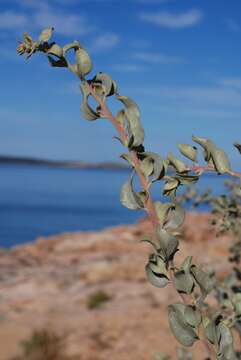 Image of saltbush