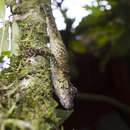 Image of Slender Anole