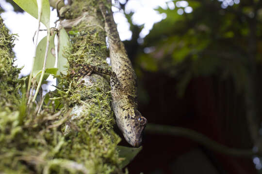 Image of Slender Anole