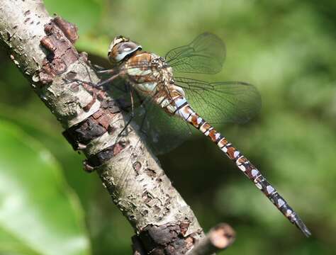 Image of Migrant Hawker