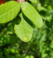 Image of Puccinia andropogonis Schwein. 1832