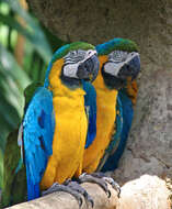 Image of Blue-and-yellow Macaw