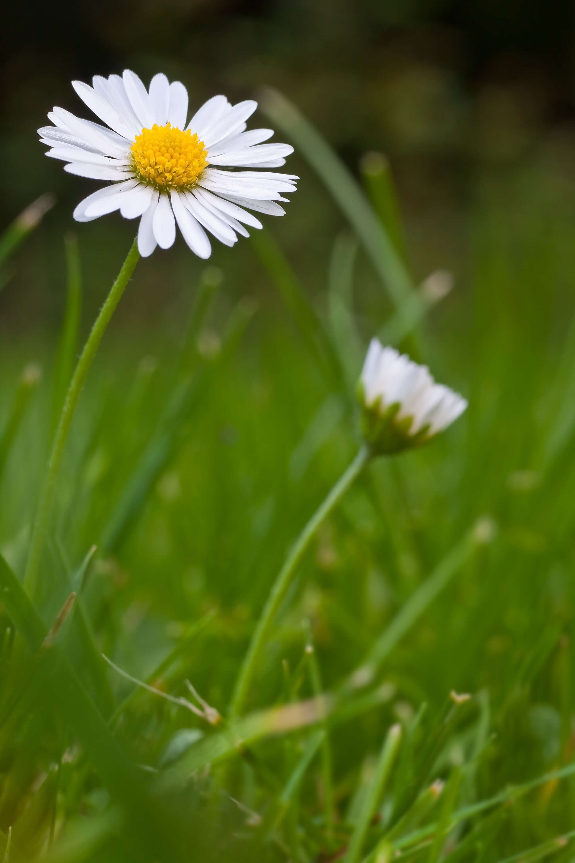 Image of Daisy