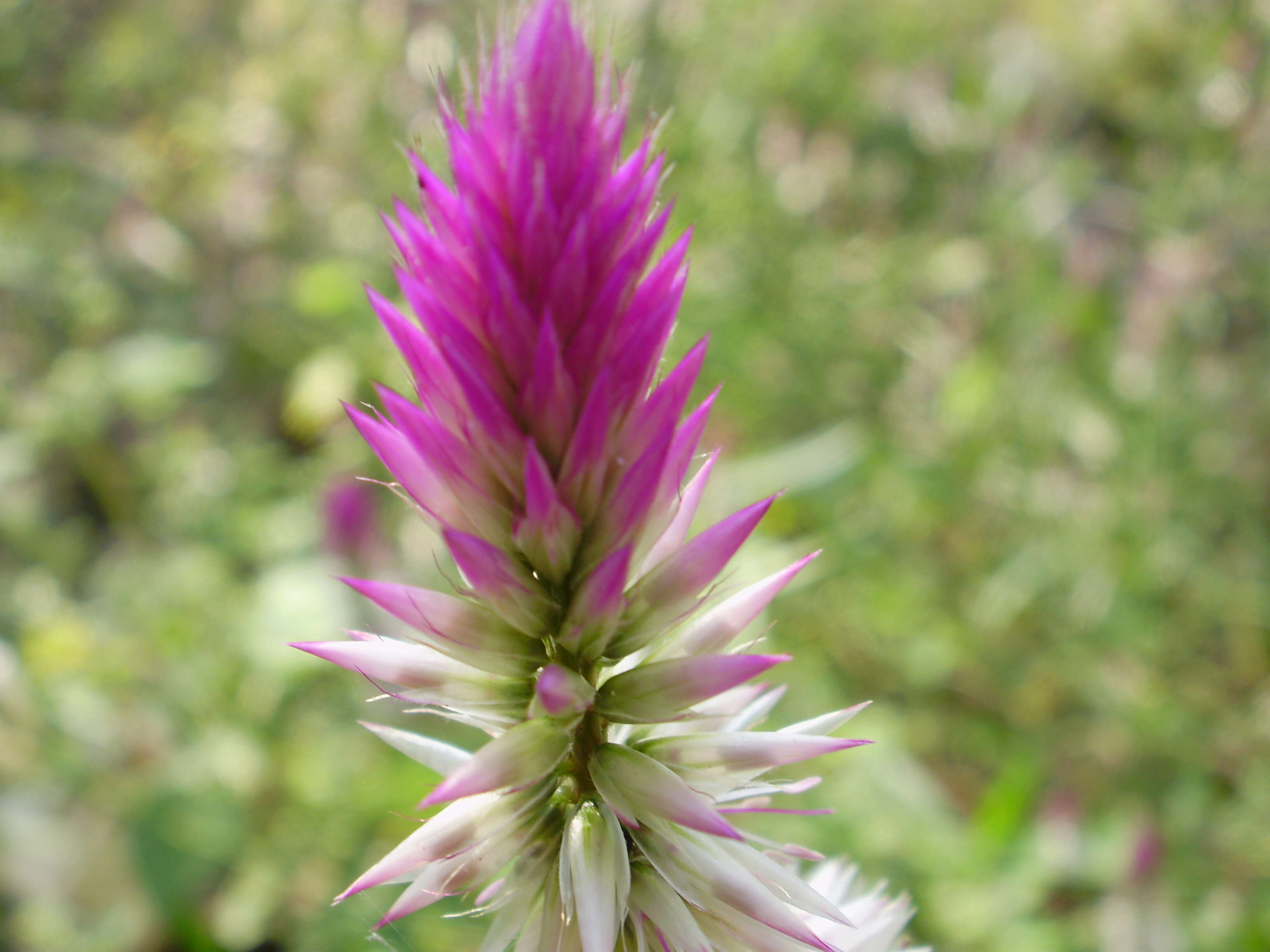 Imagem de Celosia argentea L.