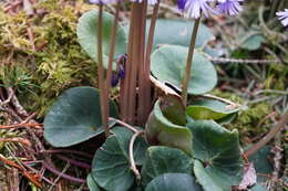 Image of Soldanella montana Willd.