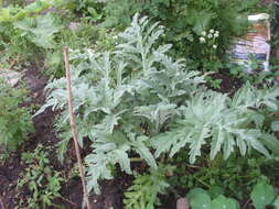 Image of cardoon