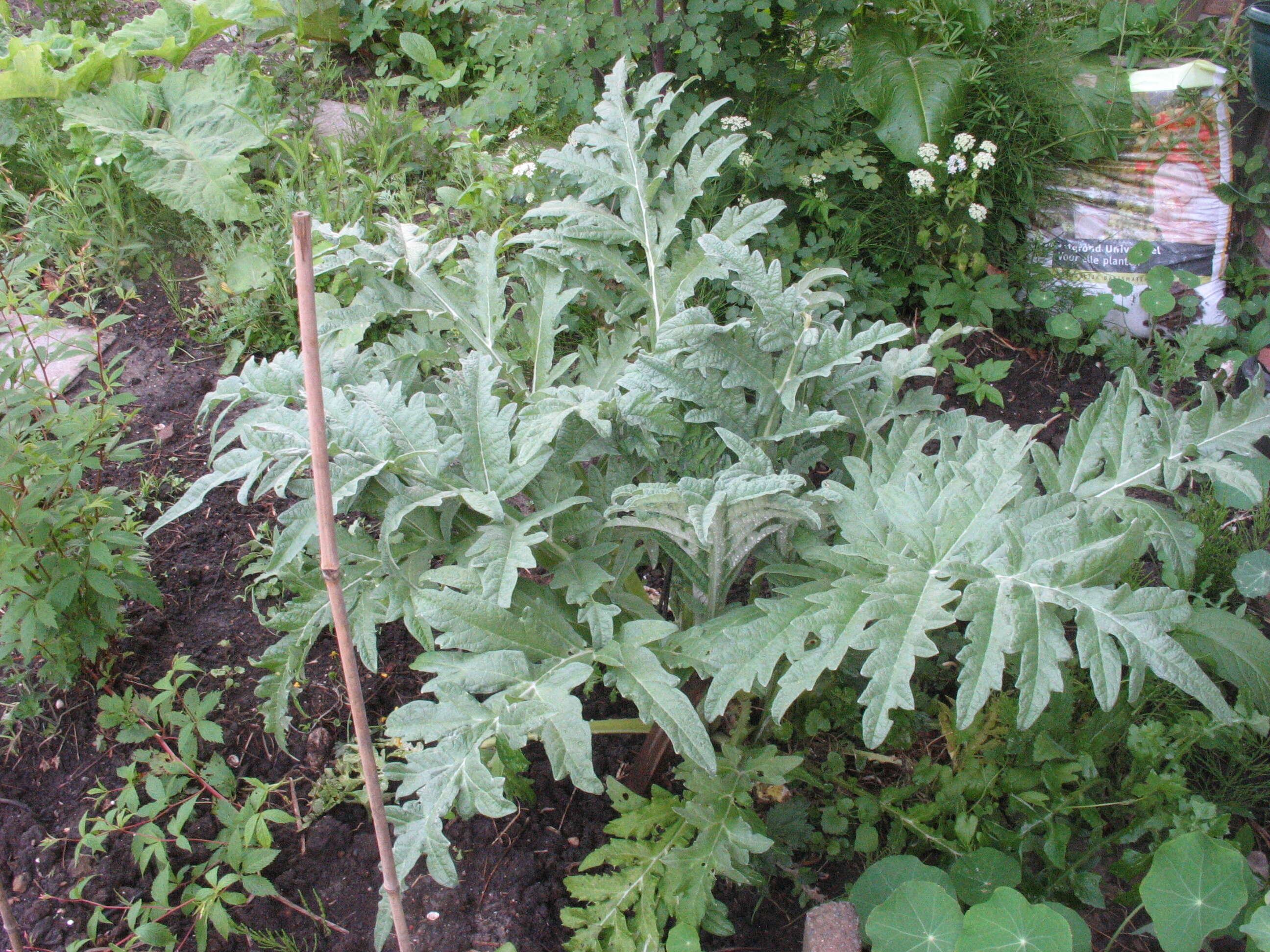 Image of cardoon