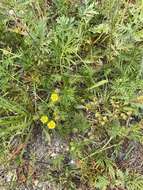 Image of staghorn cinquefoil