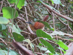 Image of White-bellied Antbird