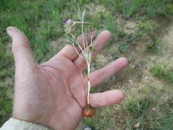 Psoralea scaposa (A. Gray) J. F. Macbr. resmi