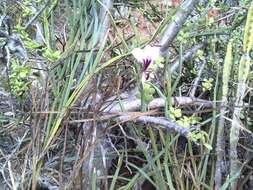 Image of Pelargonium tetragonum (L. fil.) L'Her.