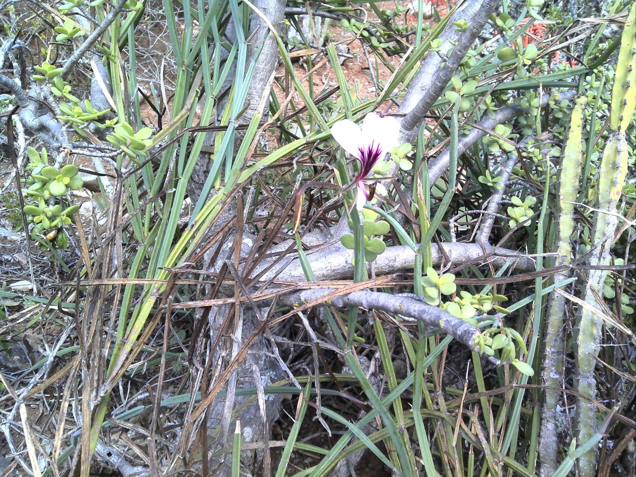 Image of Pelargonium tetragonum (L. fil.) L'Her.