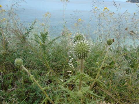 Image of Echinops spinosissimus subsp. neumayeri (Vis.) Kozuharov