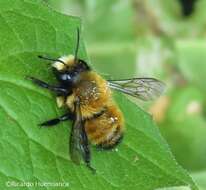 Image of Megachile semirufa Sichel 1867