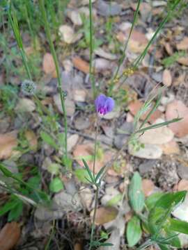 Lathyrus angulatus L.的圖片