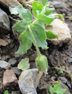 Image of Cerastium undulatifolium Somm. & Levier