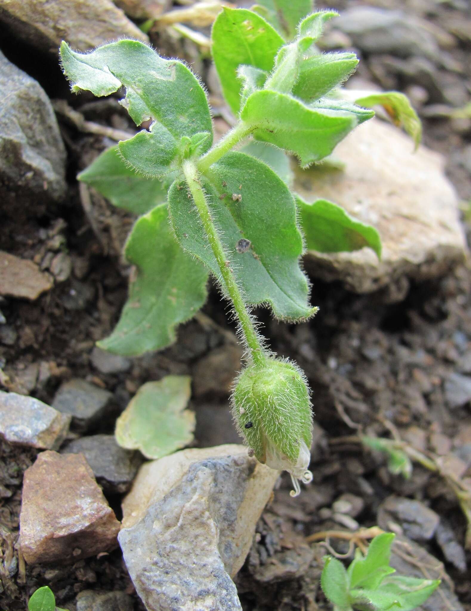 صورة Cerastium undulatifolium Somm. & Levier