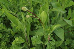 Image of small burnet