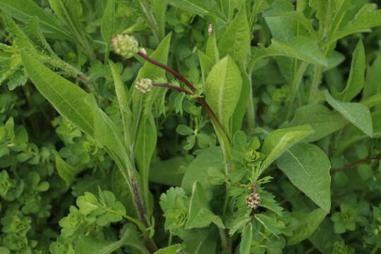 Imagem de Poterium sanguisorba subsp. polygamum (Waldst. & Kit.) Asch. & Graebn.