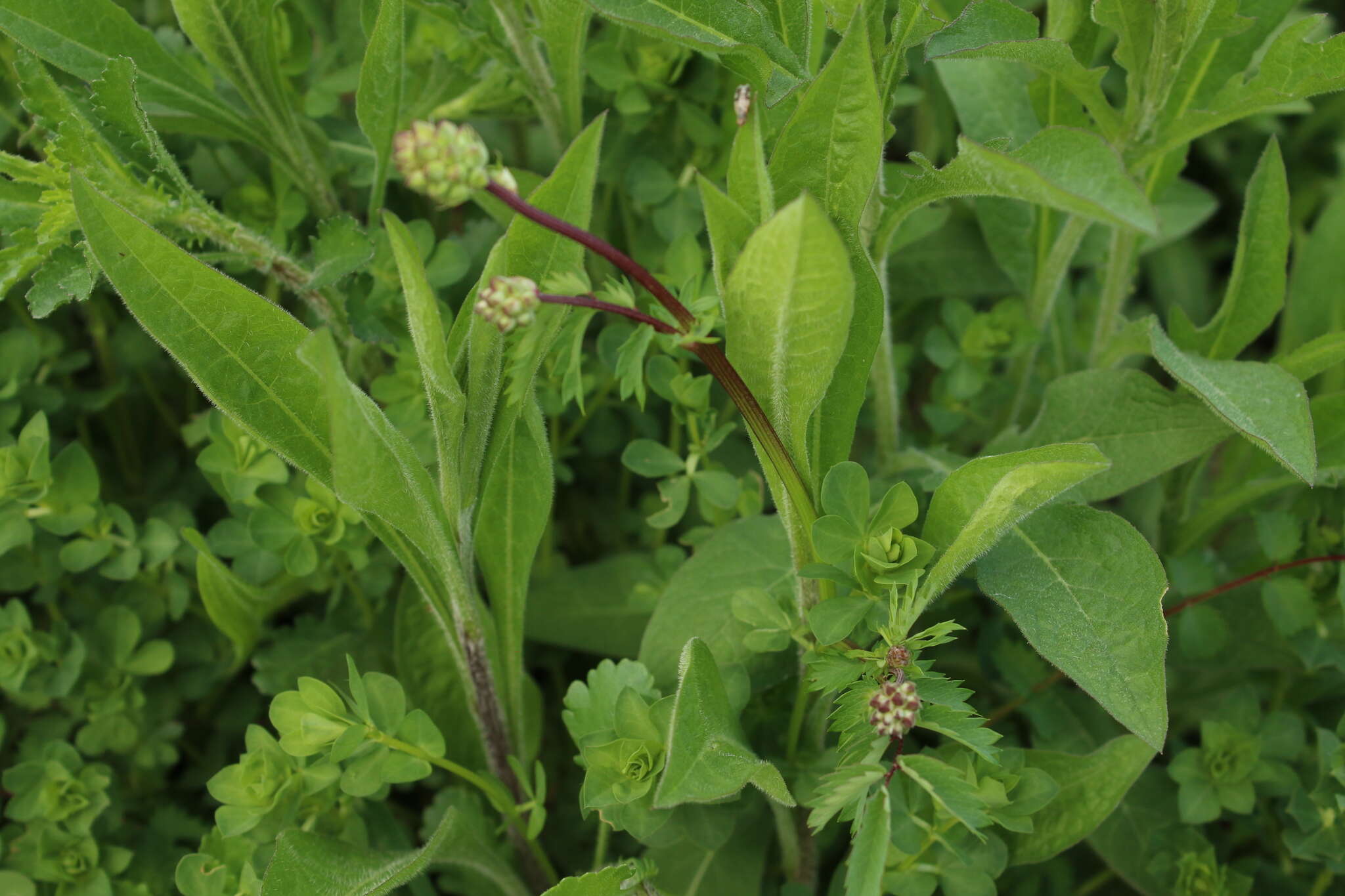 Plancia ëd Poterium sanguisorba subsp. polygamum (Waldst. & Kit.) Asch. & Graebn.