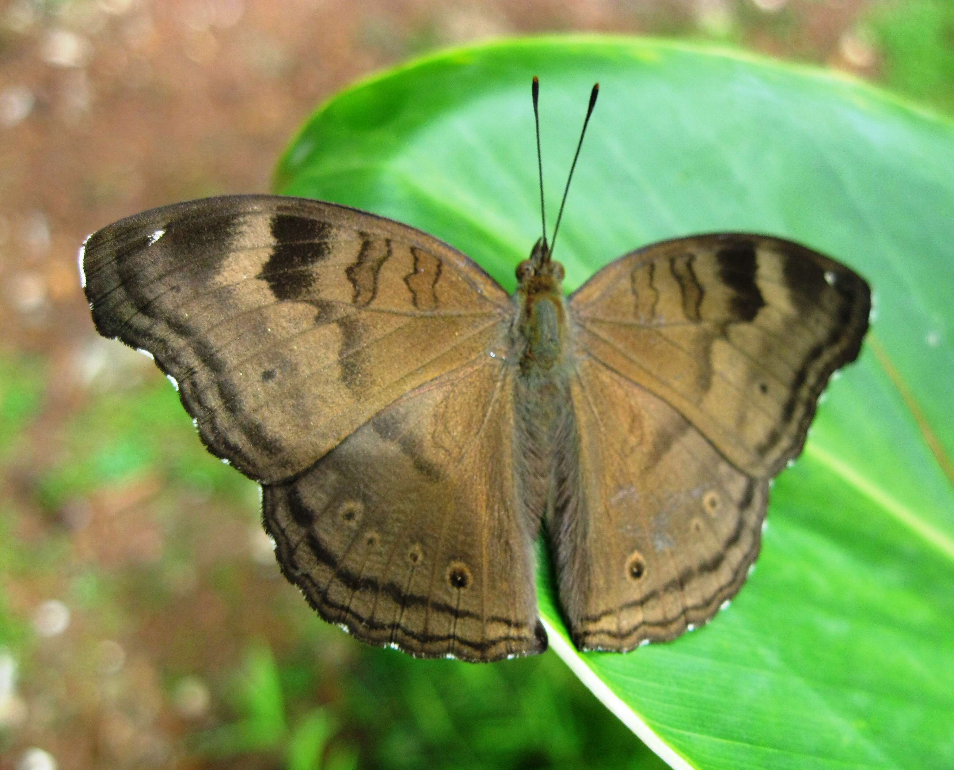 Image of chocolate pansy