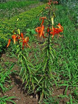 Image of Tiger lily