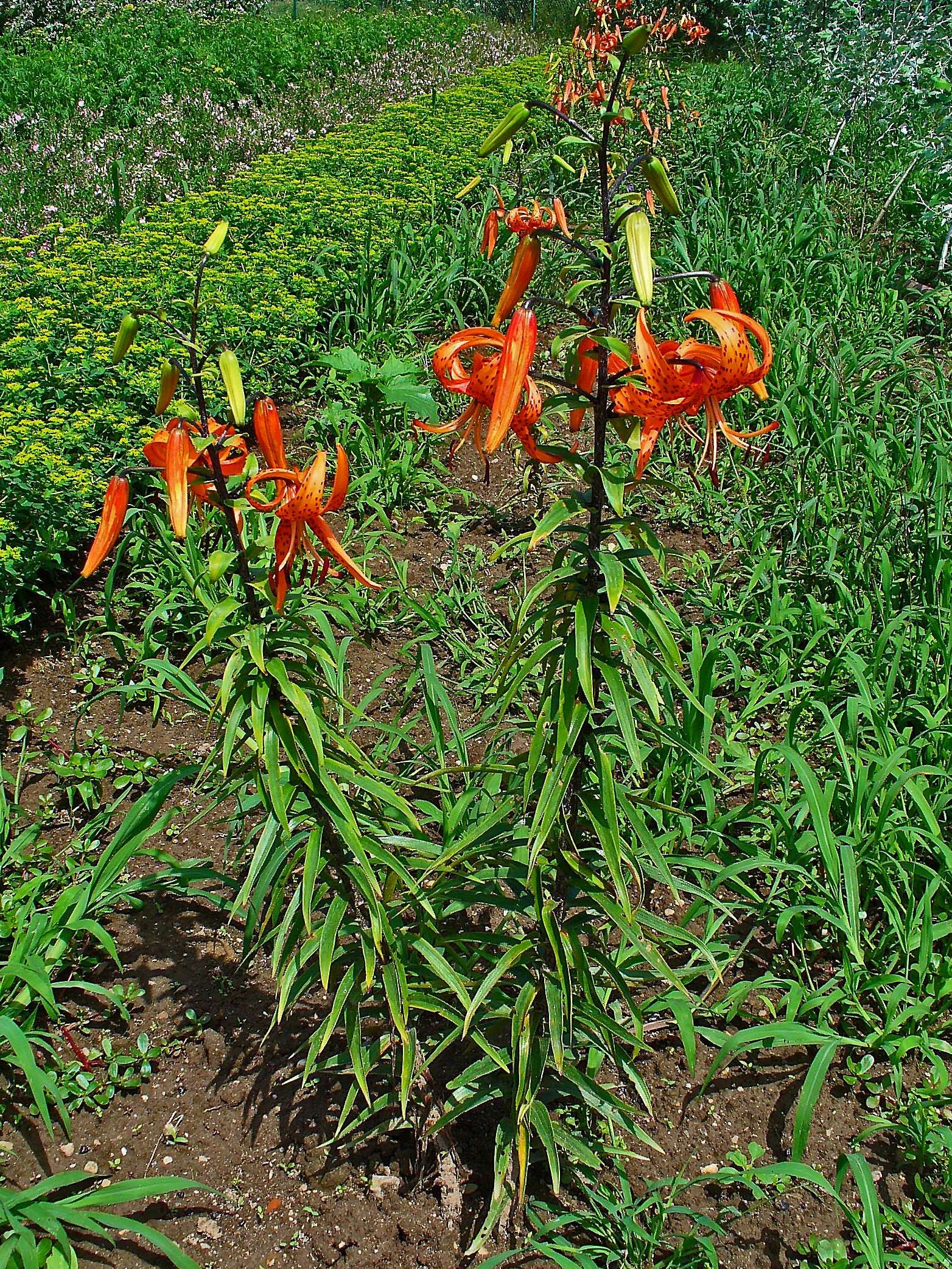 Image of Tiger lily