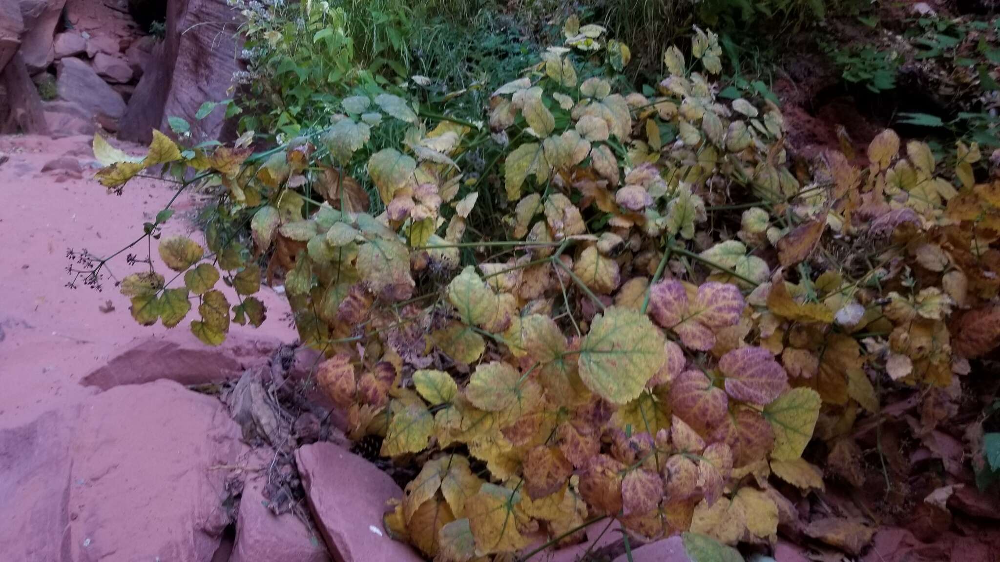 Image of American spikenard