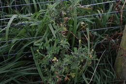 Imagem de Sisymbrium officinale (L.) Scop.