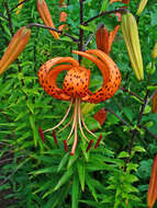 Image of Tiger lily