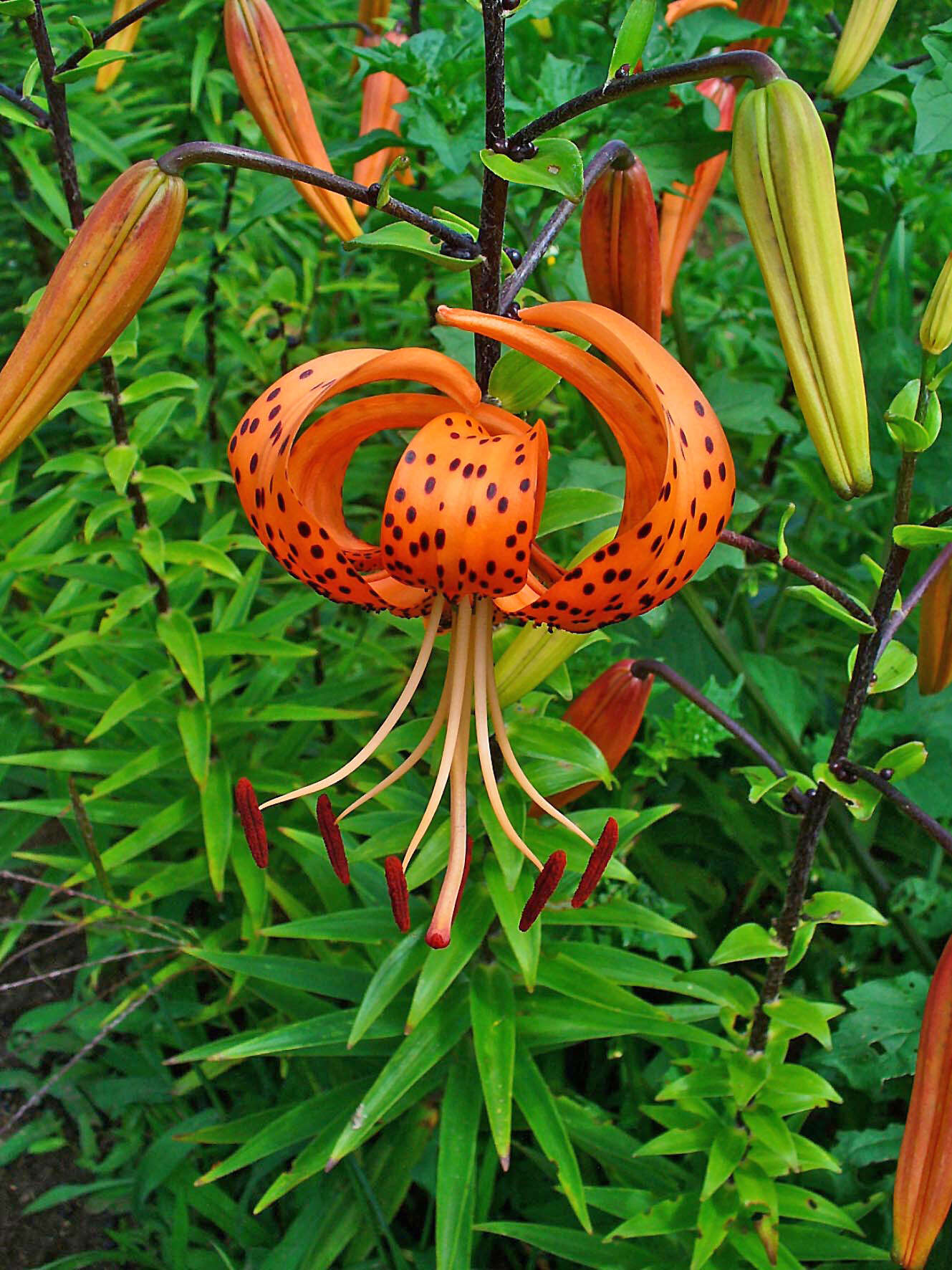 Image of Tiger lily