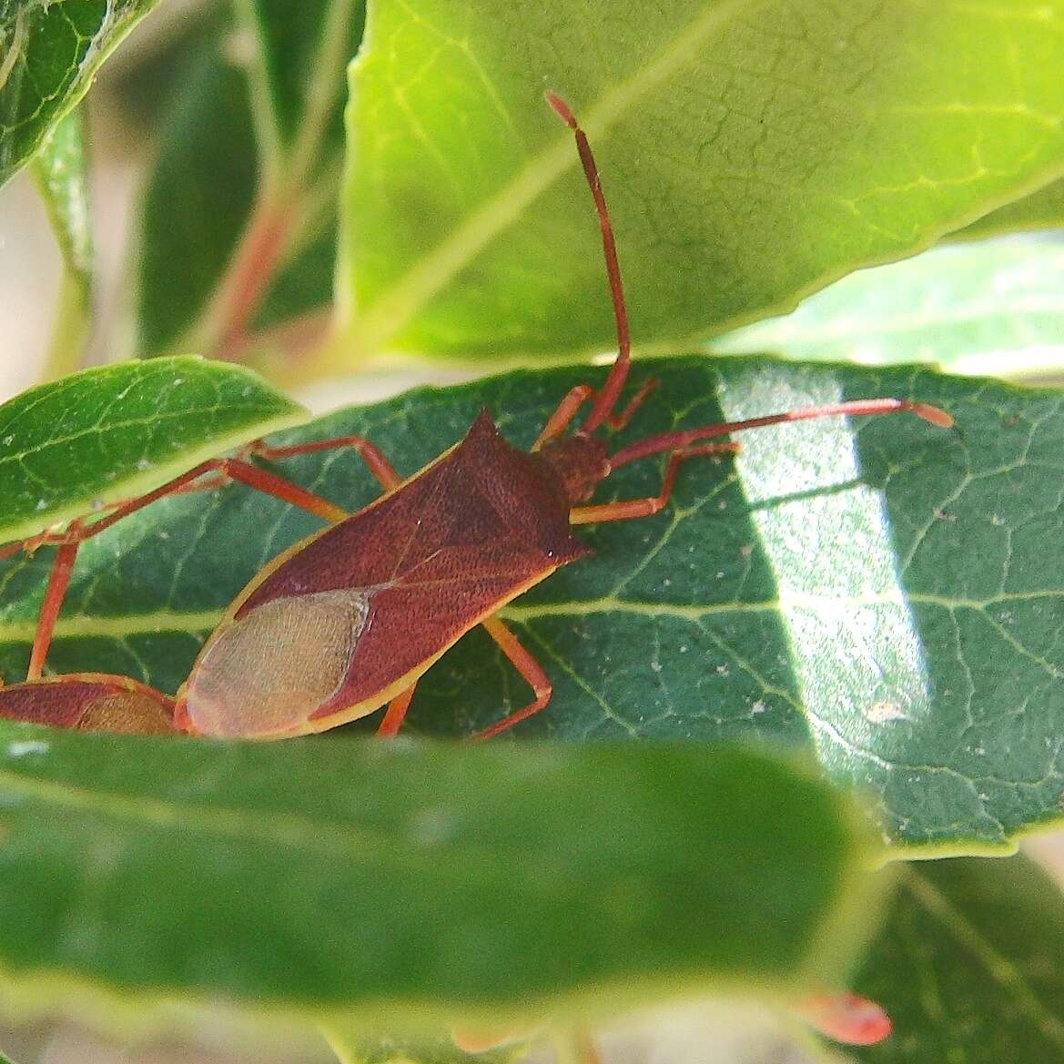 Image of Gonocerus insidiator (Fabricius 1787)