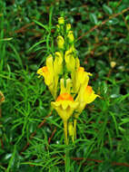 Image of Common Toadflax