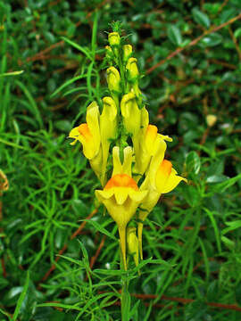 Image of Common Toadflax