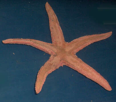 Image of Sand star