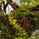 Image of Vriesea vagans (L. B. Sm.) L. B. Sm.