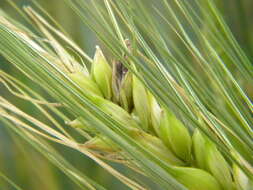 Image of Ergot