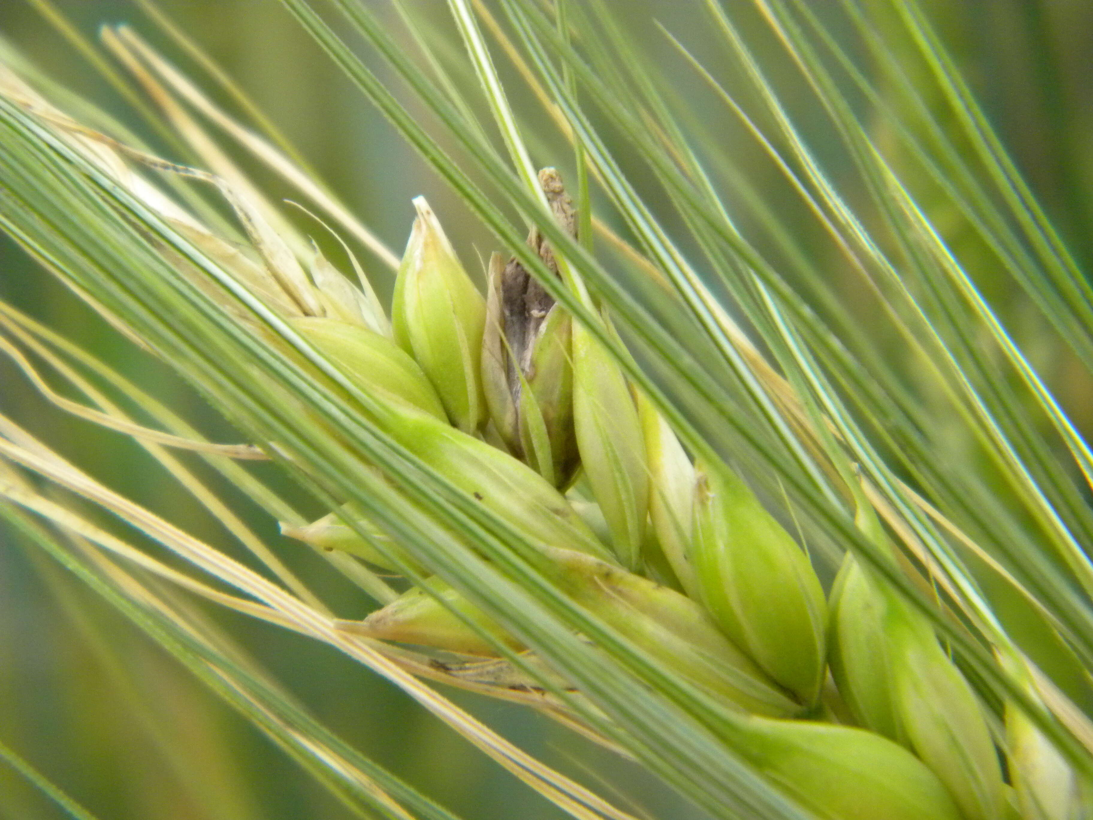 Image of Ergot