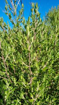 Image of Baccharis dracunculifolia subsp. tandilensis (Speg.) Giuliano