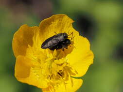 Image of Anthaxia nigrojubata Roubal 1913