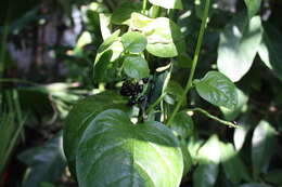 Image of Climbing nightshade