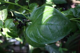 Image of Climbing nightshade