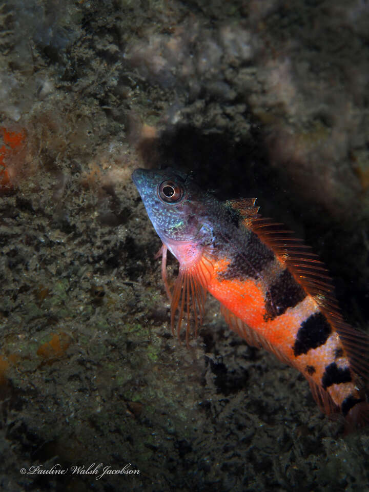 Image of Saddled Blenny