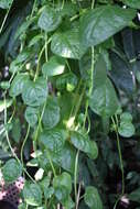 Image of Climbing nightshade