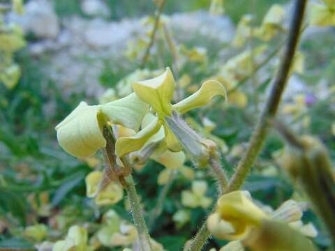 صورة Hesperis laciniata All.