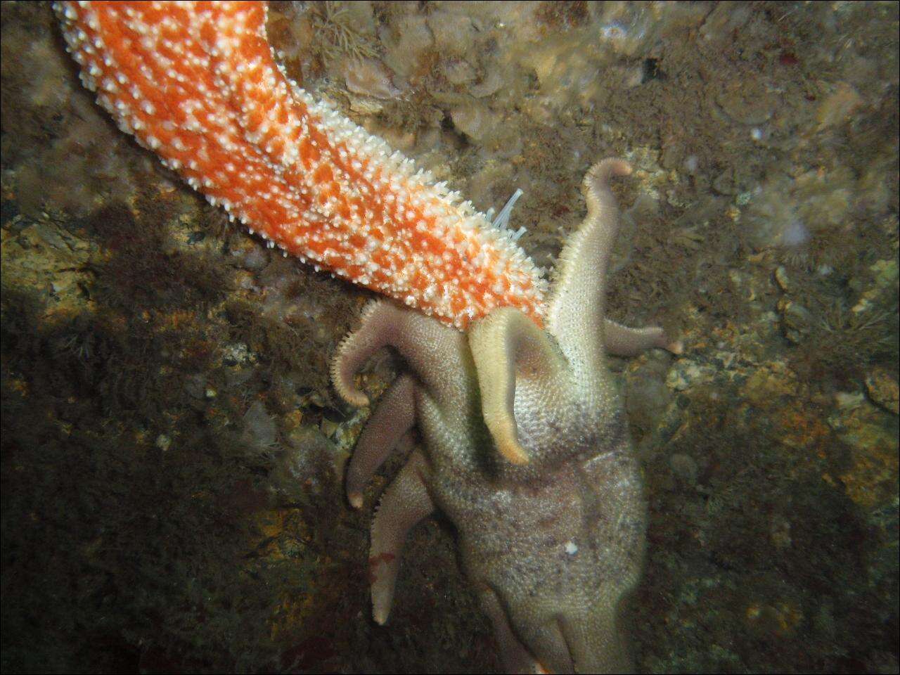 Image of Morning sun star