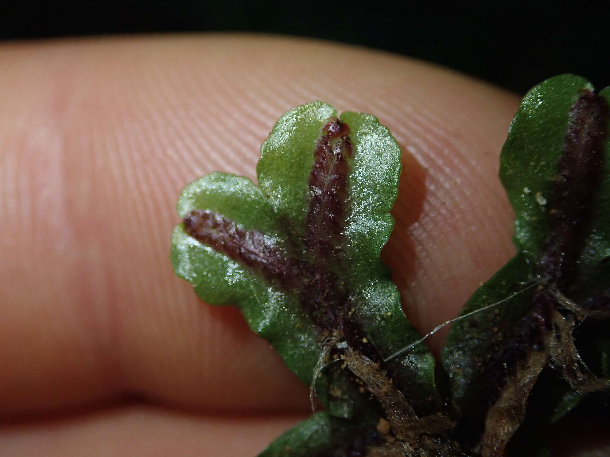 Marchantia foliacea Mitt. resmi