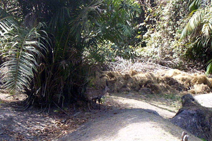 Image of Bushbuck