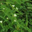 Image of Ozark spiderwort